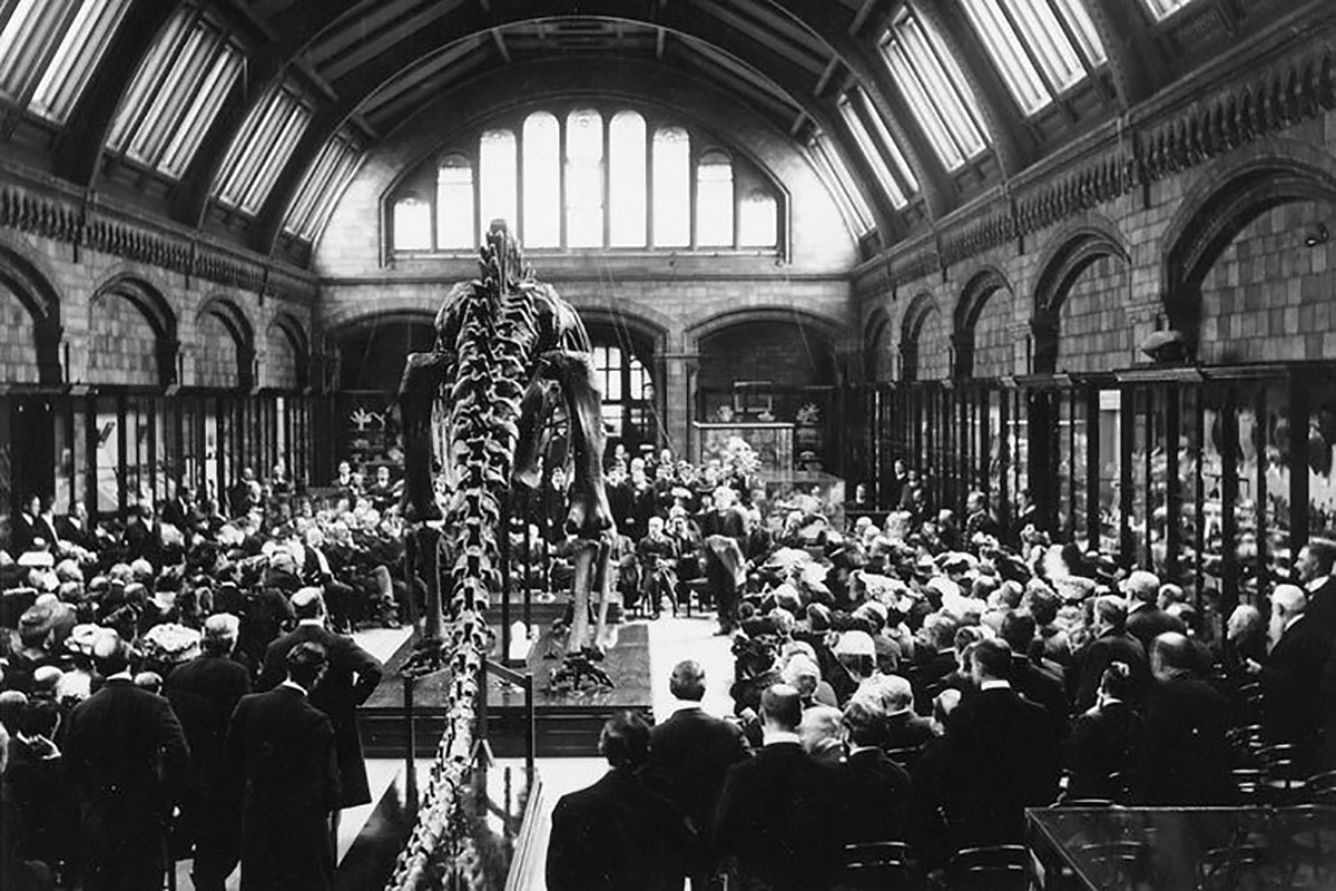 Dippy the Diplodocus Makes Way for Whale