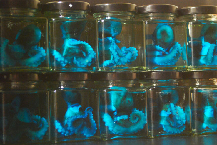 Blue octopus in jar