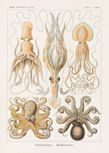 Ernst Haeckel illustration